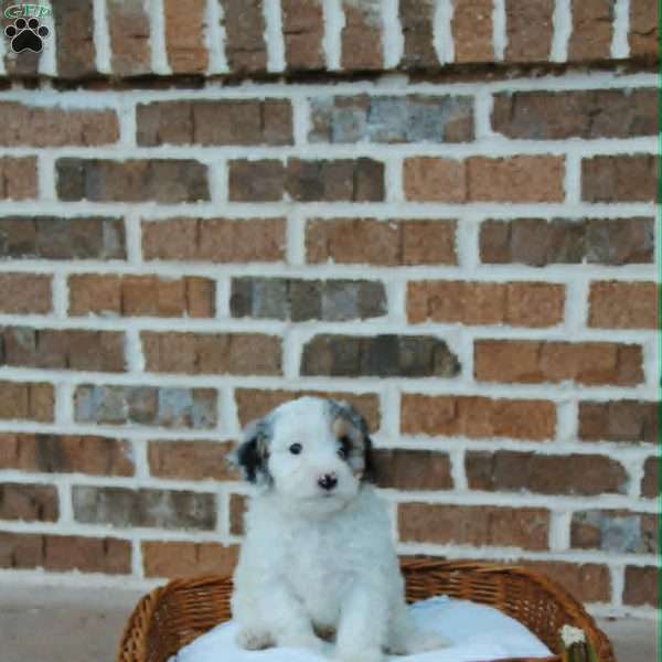 Charlie, Cavapoo Puppy